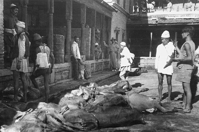 The Dusenberry Collection Dashain sacrifice at the Patan Durbar.